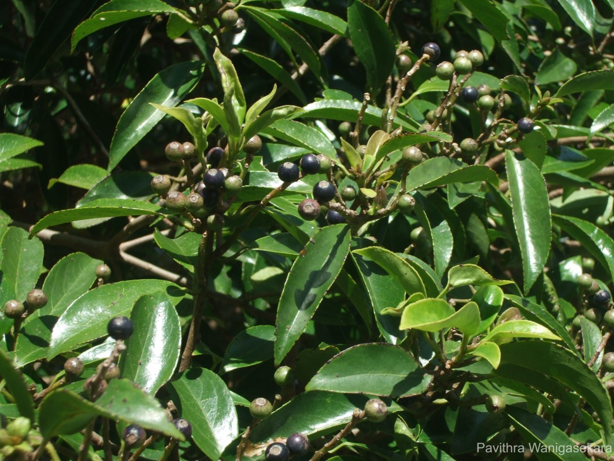 Symplocos acuminata (Blume) Miq.